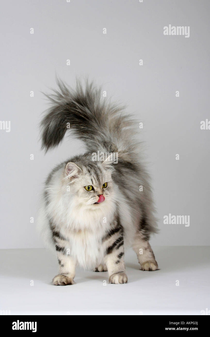 British Longhair Cat Black Silver Tabby Classic Highlander