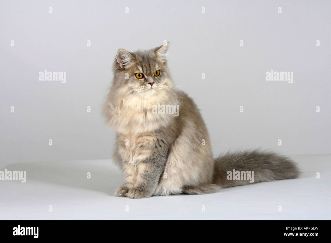 Silver tabby mackerel hires stock photography and images Alamy