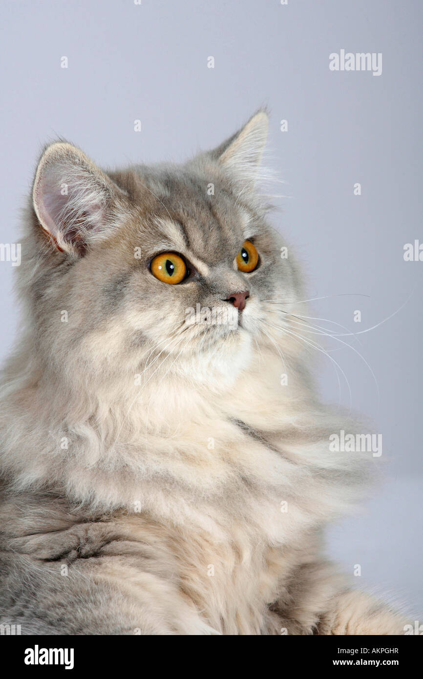 British hotsell longhair blue