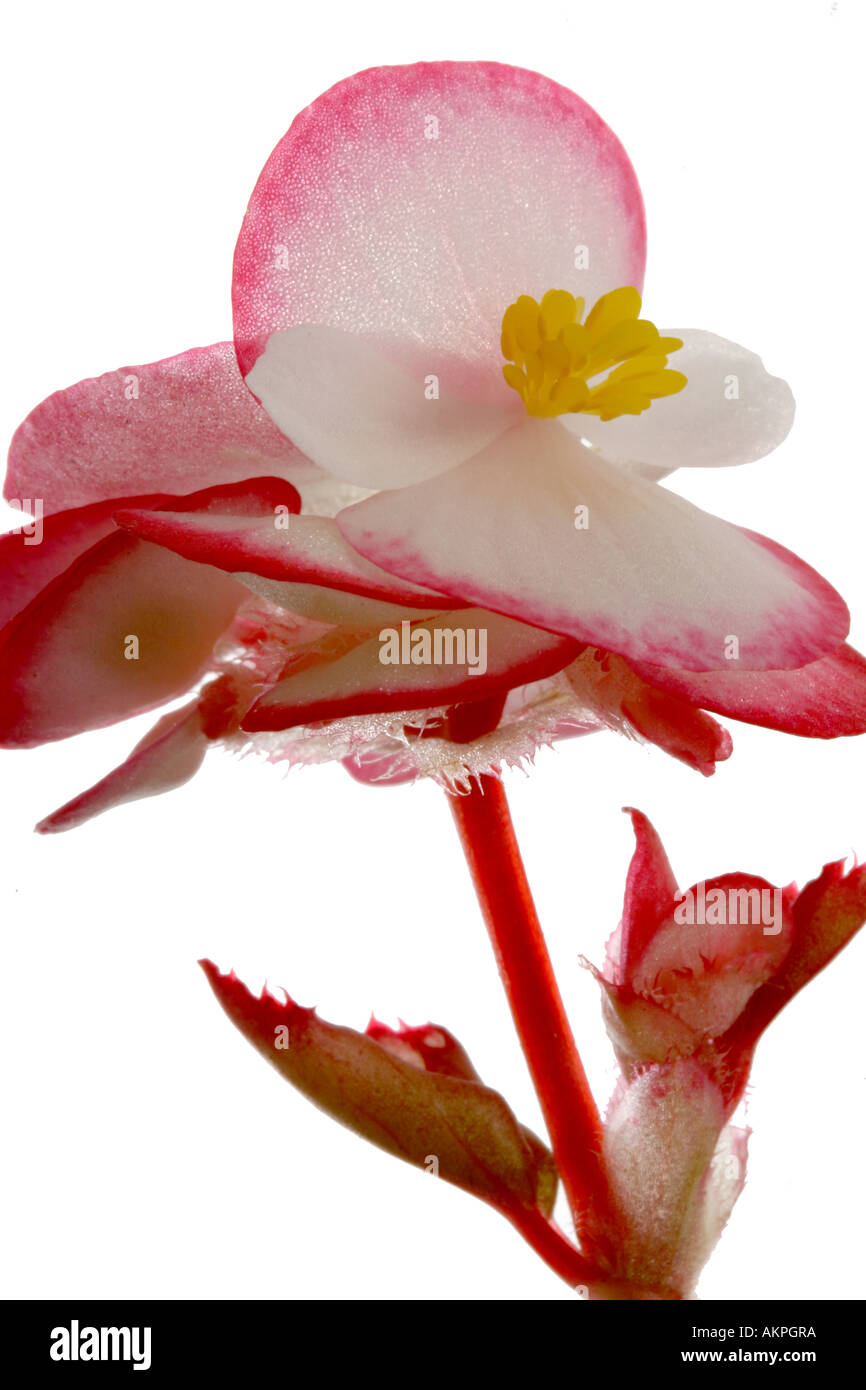 Begonia Stock Photo