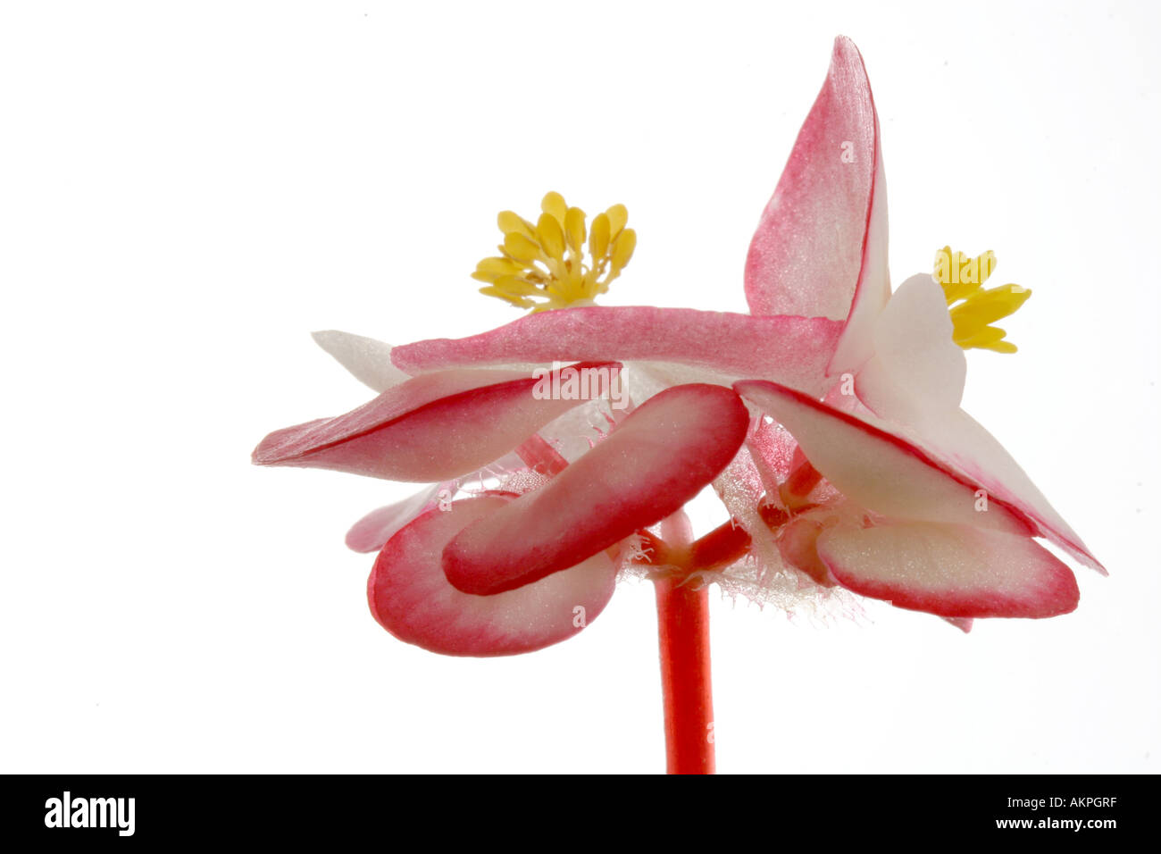 Close up of a Begonia Stock Photo