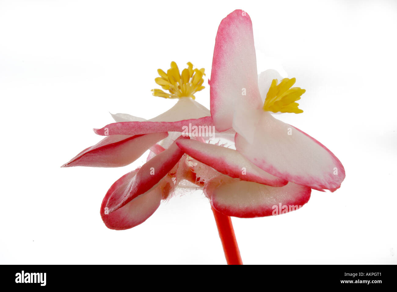 Close up of a Begonia Stock Photo