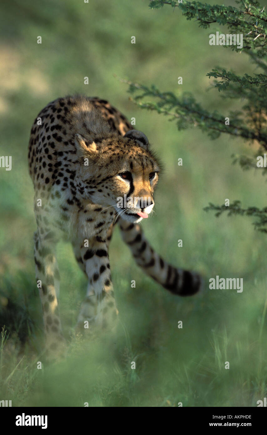 cheetah hunting Stock Photo