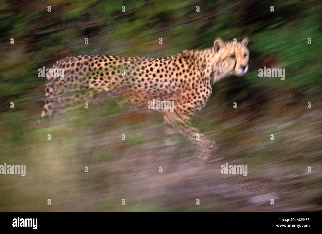 cheetah running Stock Photo