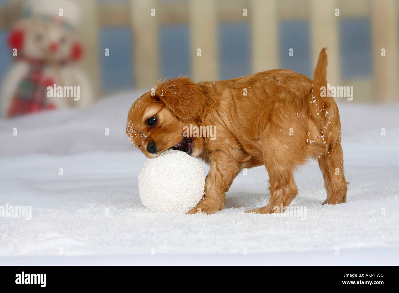 cavalier king charles spaniel puppy ruby 6 weeks gnawing at snowball
