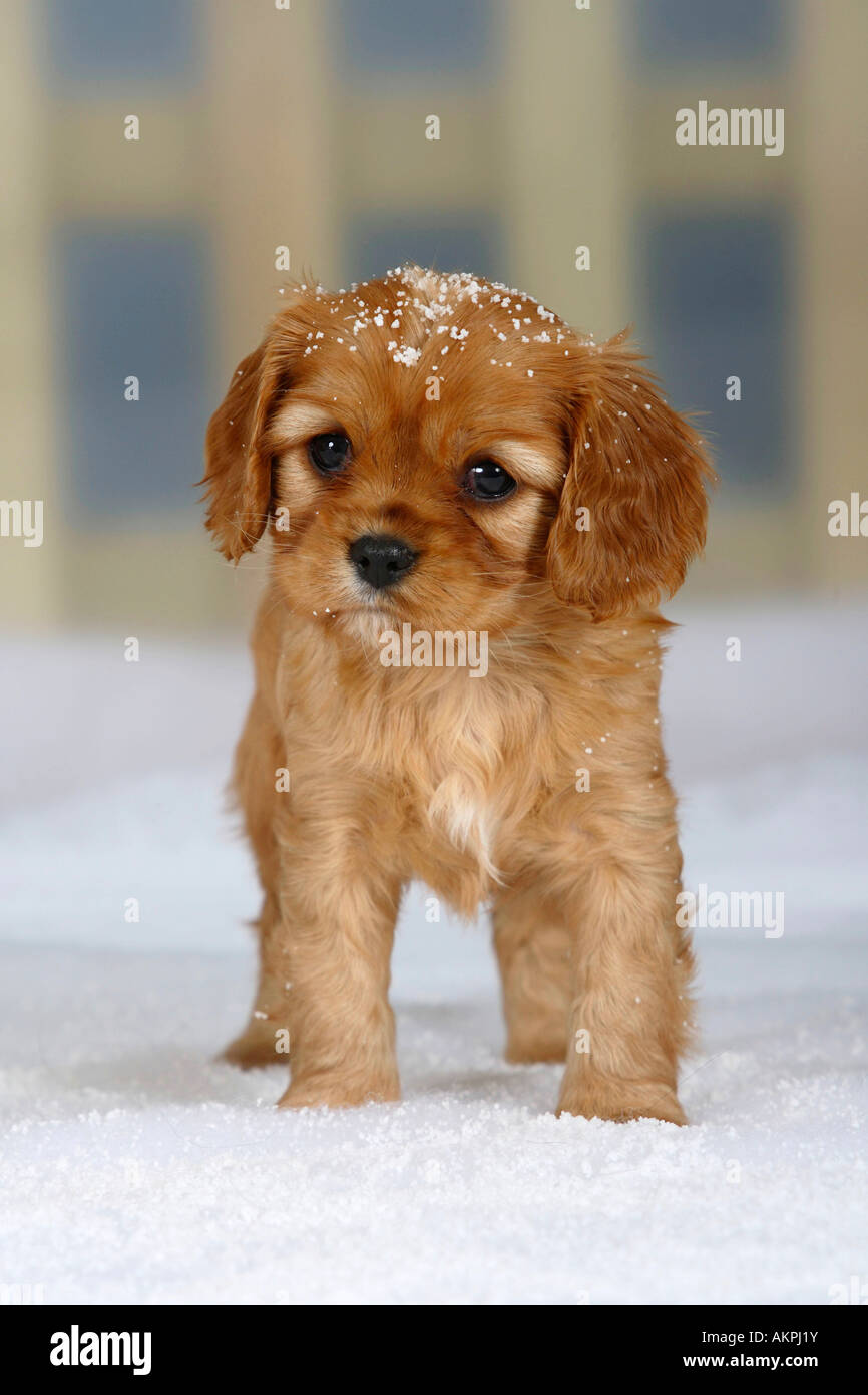Cavalier King Charles Spaniel puppy ruby 6 weeks Stock Photo