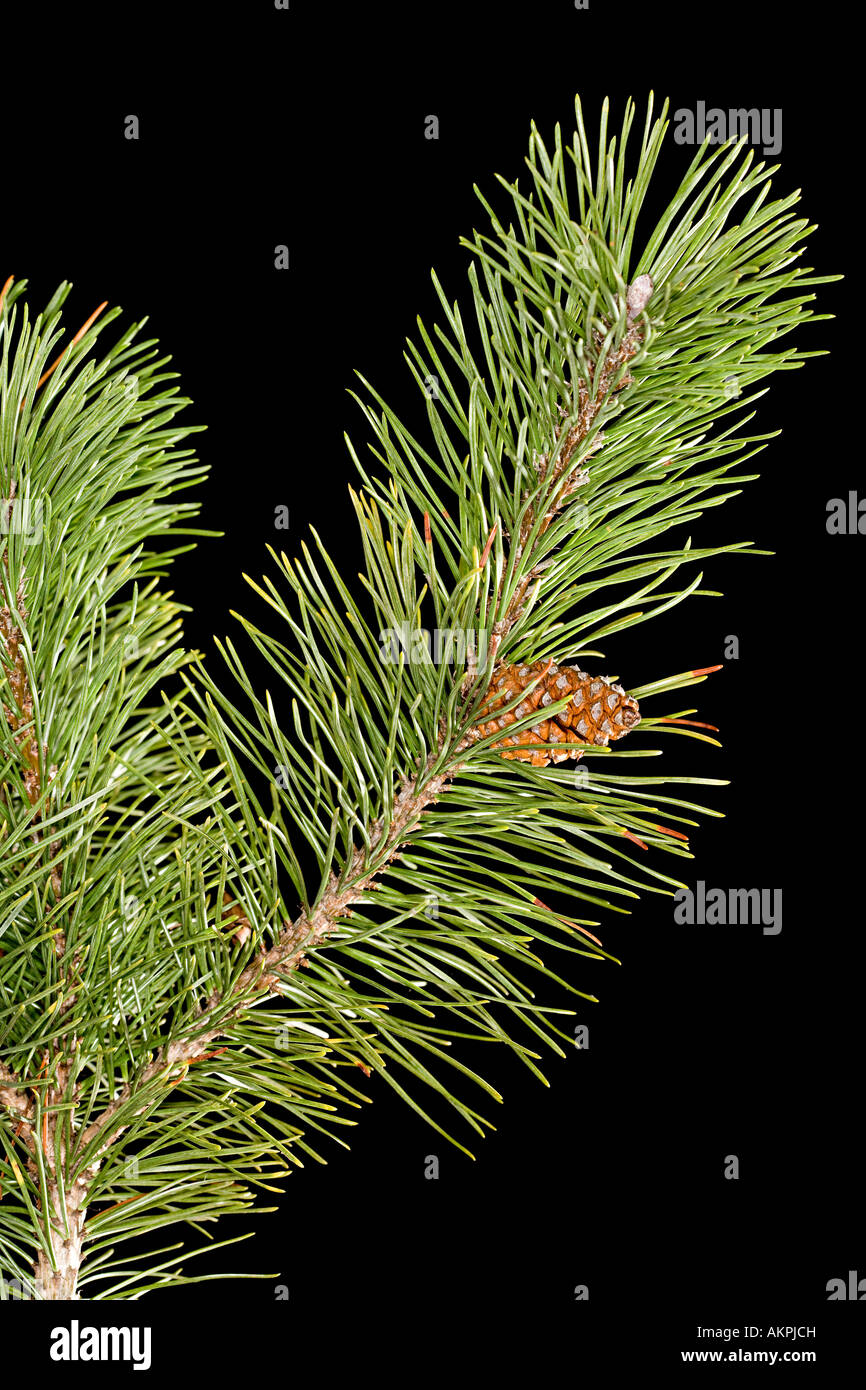 Pine branch Stock Photo