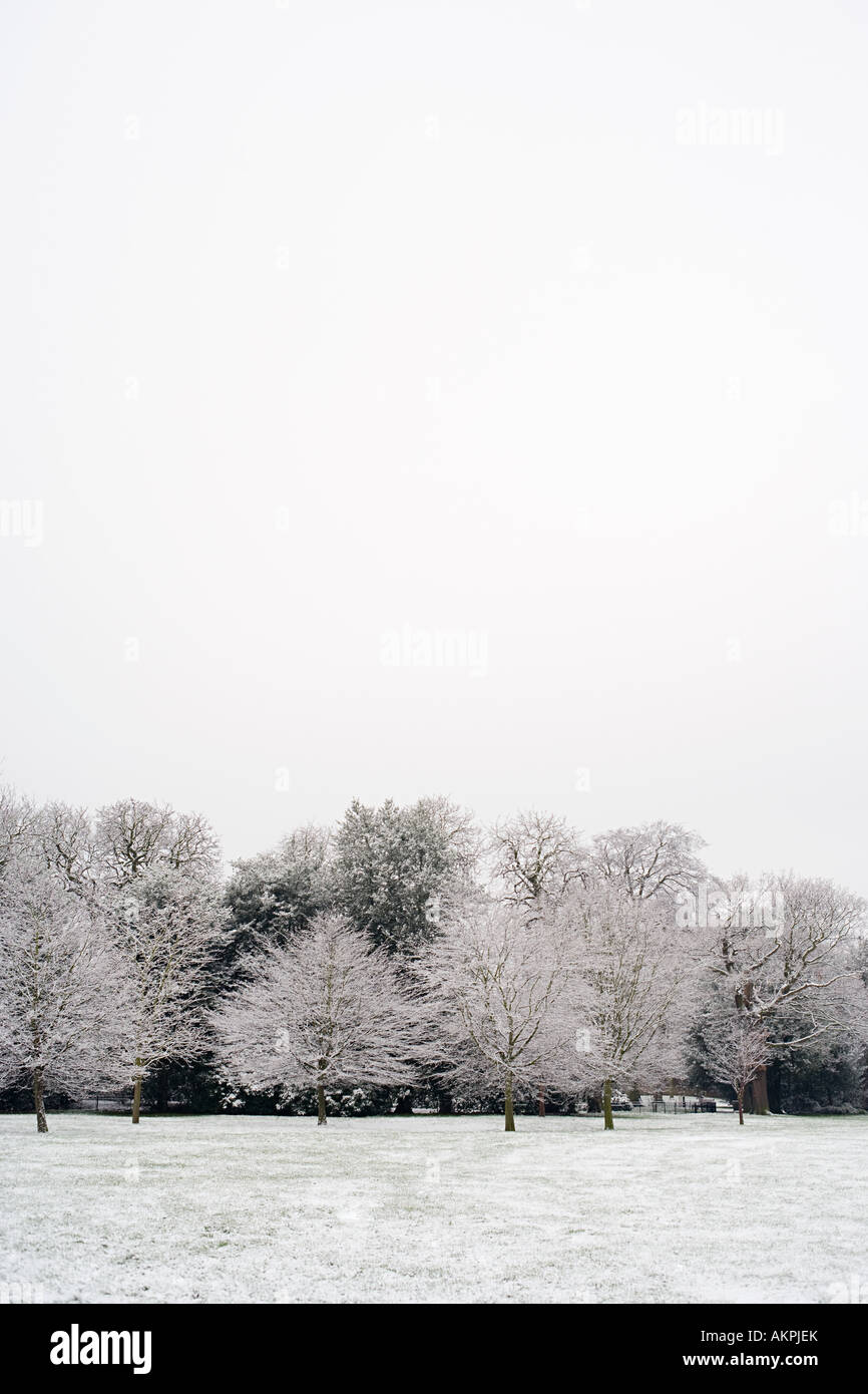 Frost covered trees Stock Photo