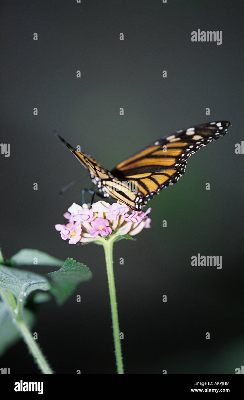 Monarch butterfly on flower Stock Photo