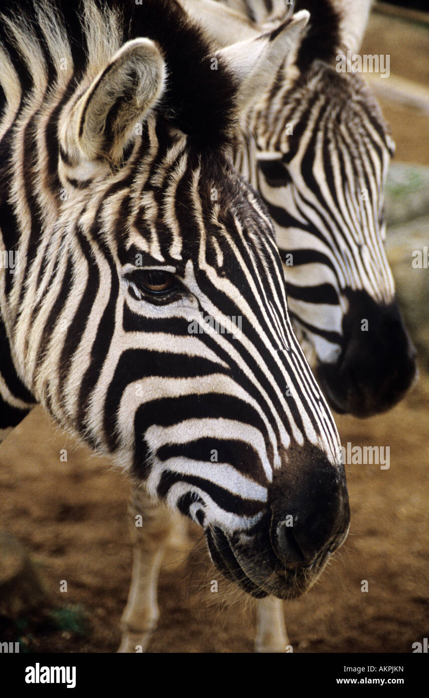 Zebras Stock Photo