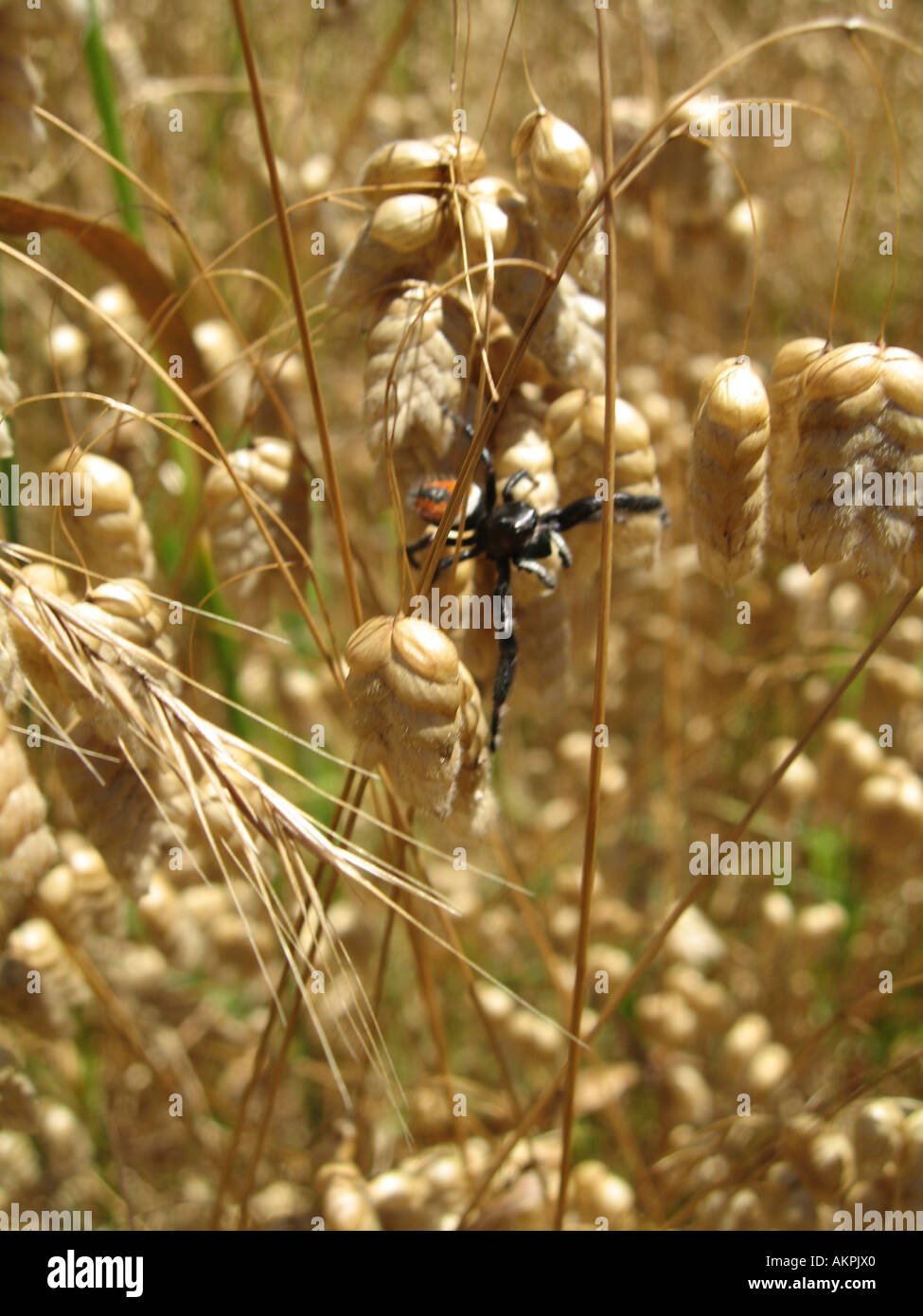 Discover The Secrets Of Californias Flat Jumping Spider - w14lyyf