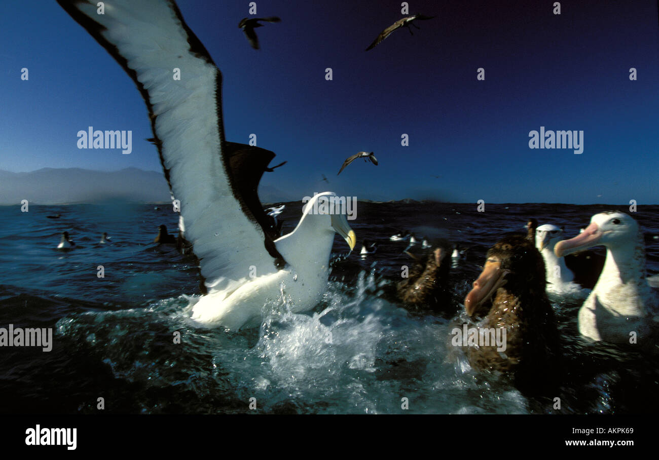 Kaikoura albatross and other marine birds Stock Photo