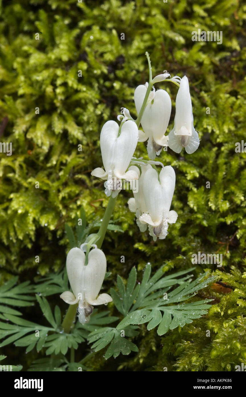 Squirrel Corn Dicentra canadensis Great Smoky Mountains National Park Tennessee Stock Photo