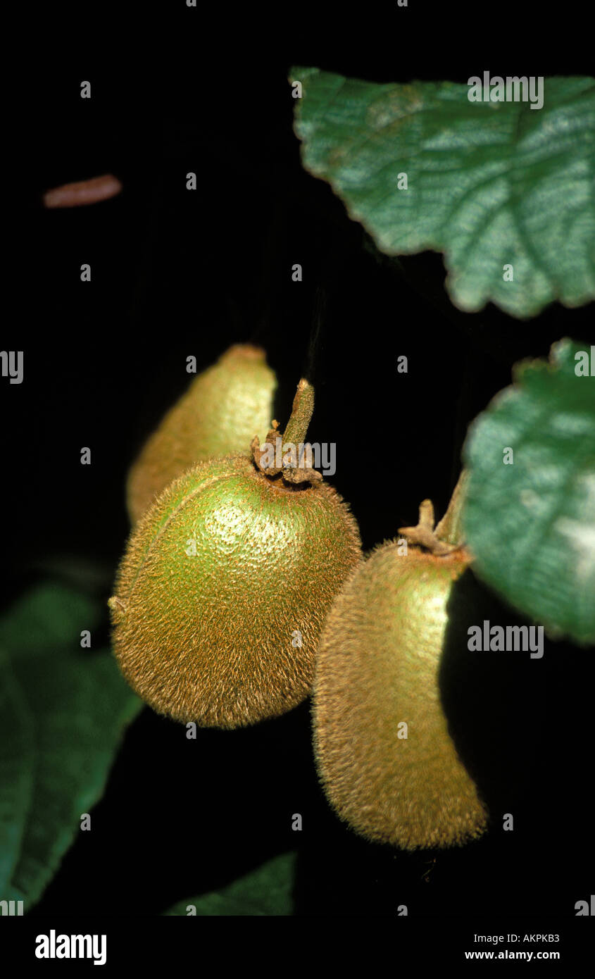 New zealand kiwi fruit tree hi-res stock photography and images - Alamy