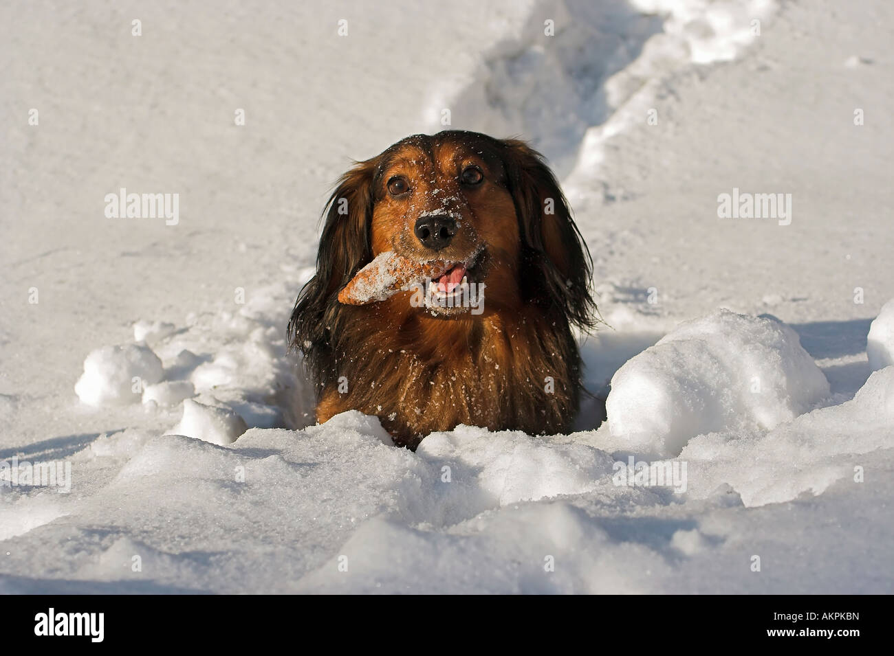 dachshund in the deep snow Stock Photo - Alamy