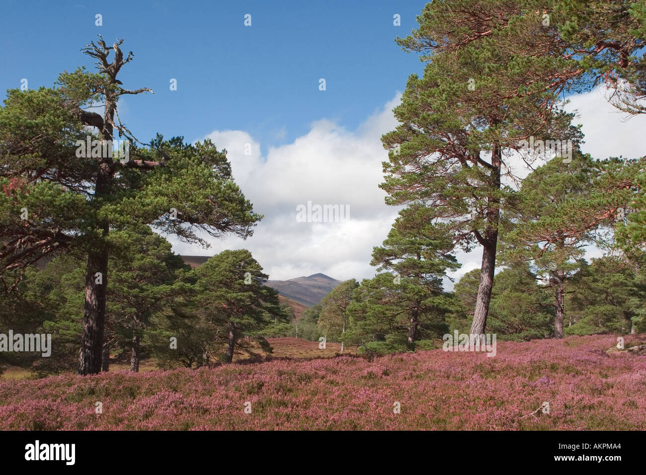 Scottish purple heather moors and Caledonian Pine trees in Mar Lodge Estate, Braemar Cairngorms National Park Scotland UK Stock Photo