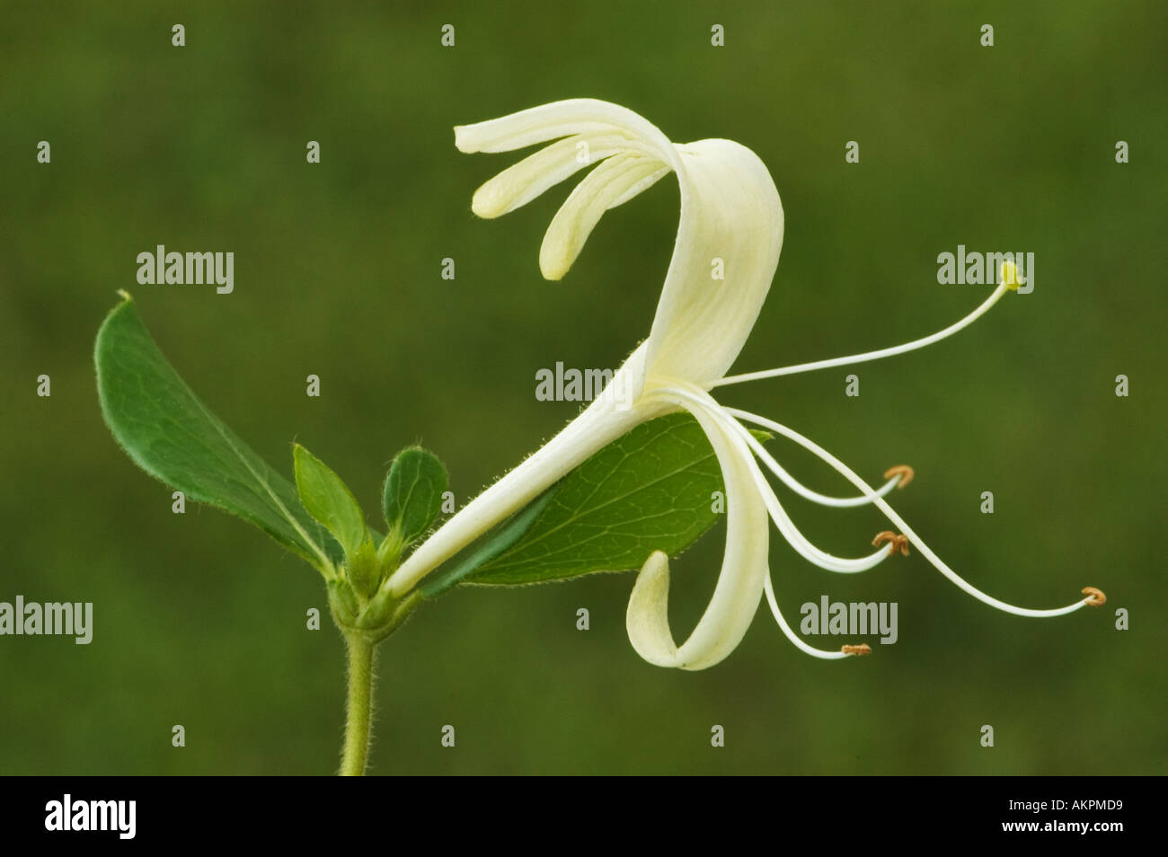 Japanese honeysuckle hires stock photography and images Alamy