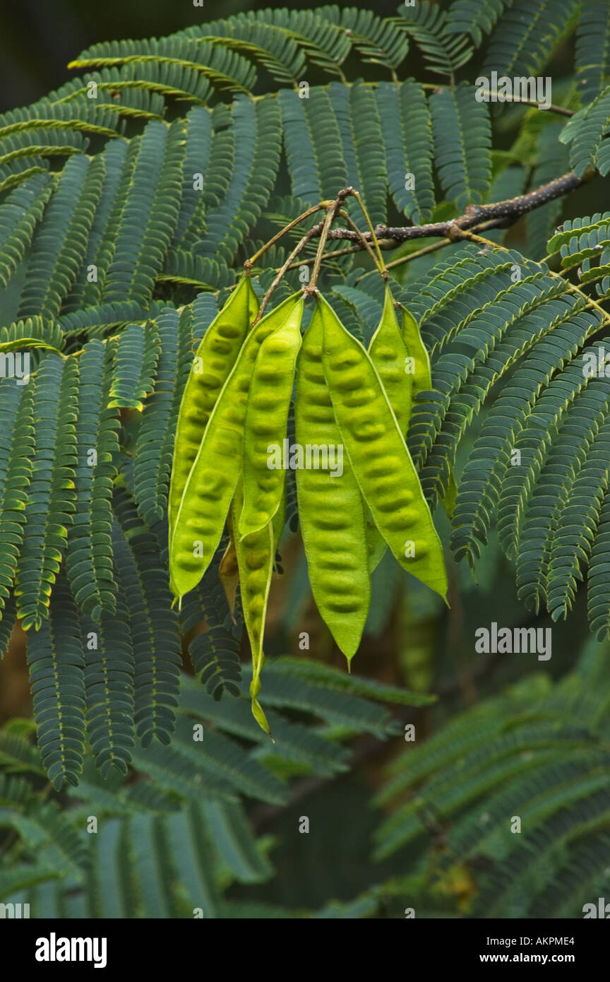 Persian Silktree Or Mimosa Tree Albizia Julibrissin Leaves And Seed Stock Photo Alamy