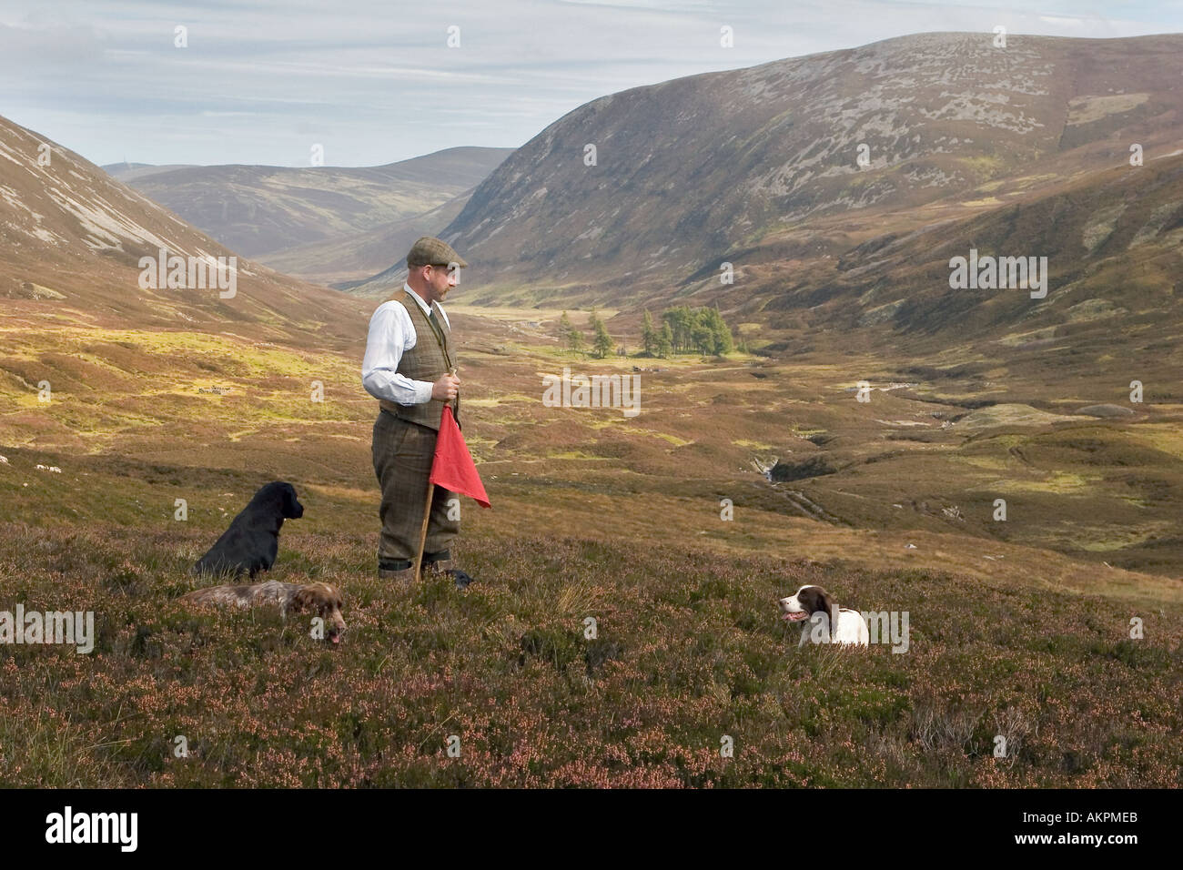 Scottish Gamekeeper with two dogs & beaters flag on heather grouse moorland hills in Inverey, Braemar, Cairngorms National Park Scotland, UK Stock Photo