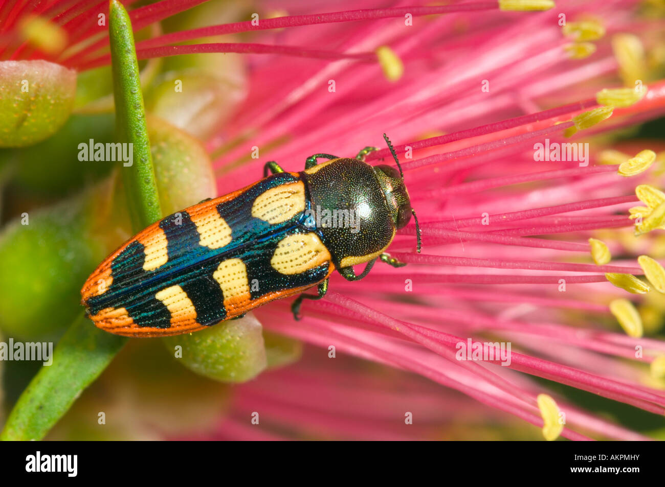 Jewel beetle on scarlet bottlebrush Stock Photo