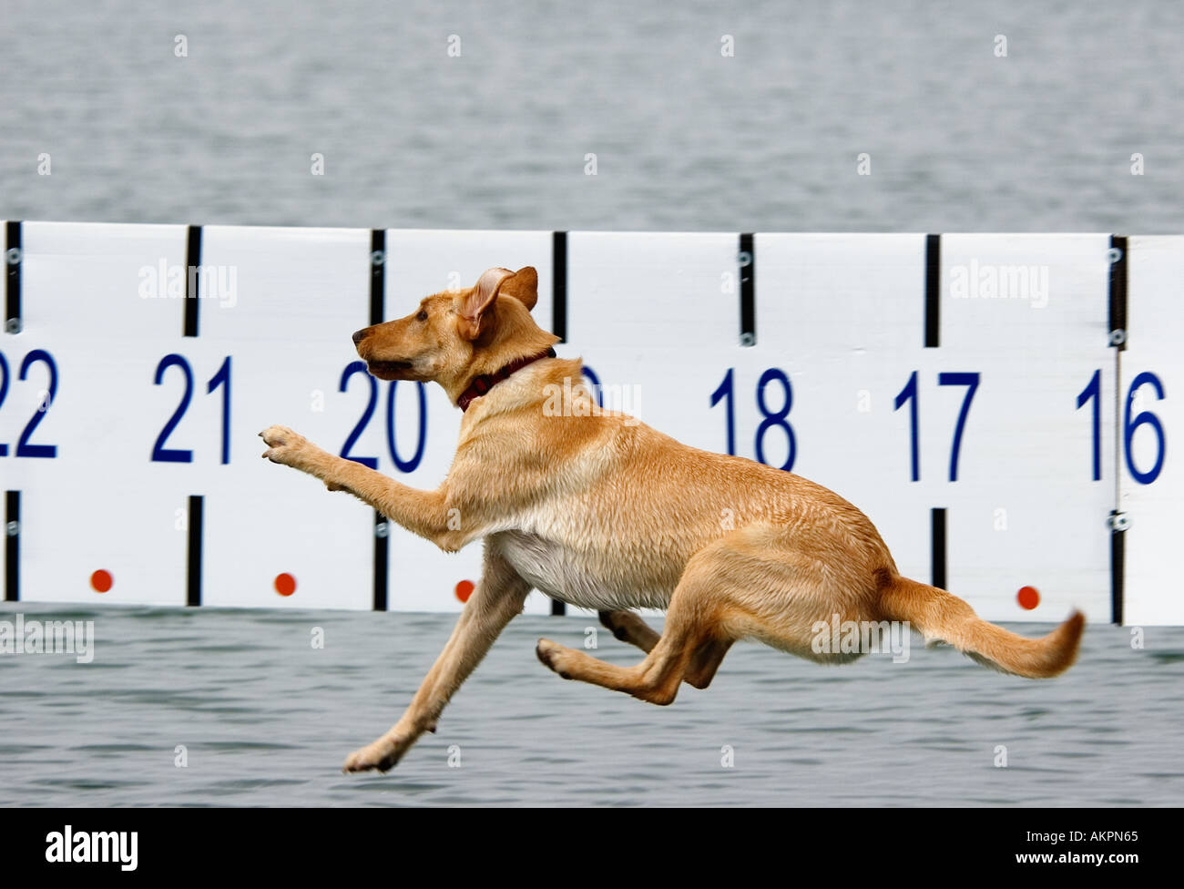 Yellow Labrador Retriever Jumping Off Dock In Competition Measuring
