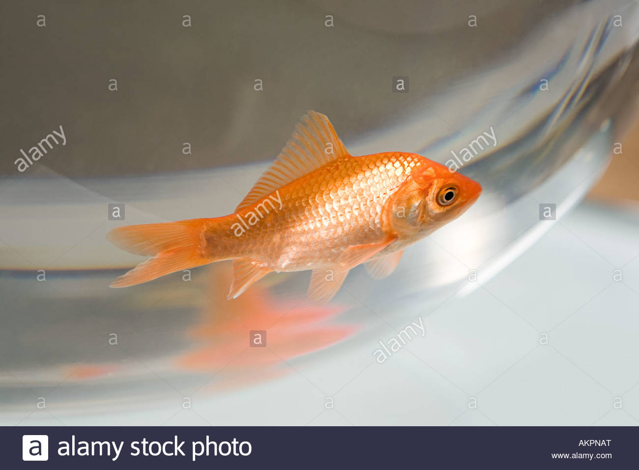 Goldfish Bowls Stock Photos & Goldfish Bowls Stock Images Alamy
