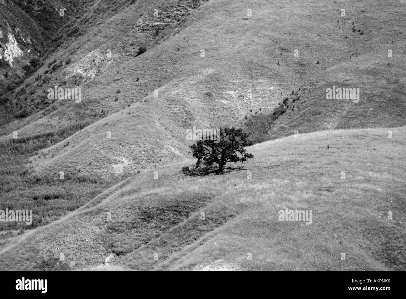 Overview of oak trees Black and White Stock Photos & Images - Alamy