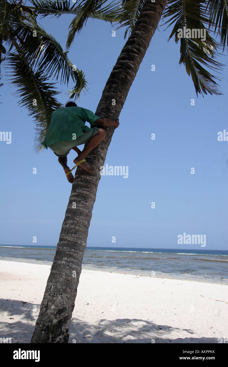 climbing in a coconut tree Stock Photo Alamy