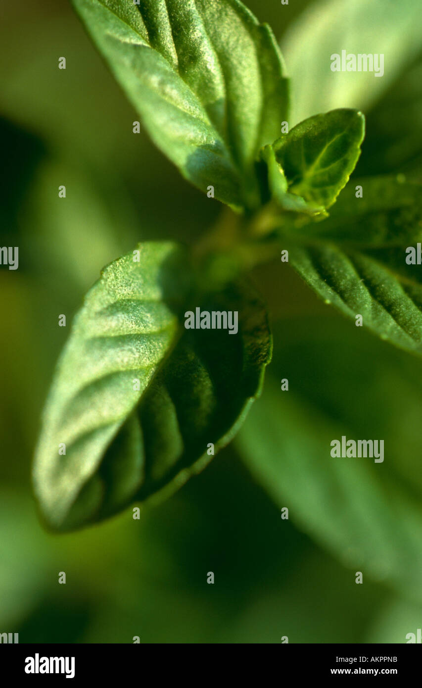Black peppermint hi-res stock photography and images - Alamy