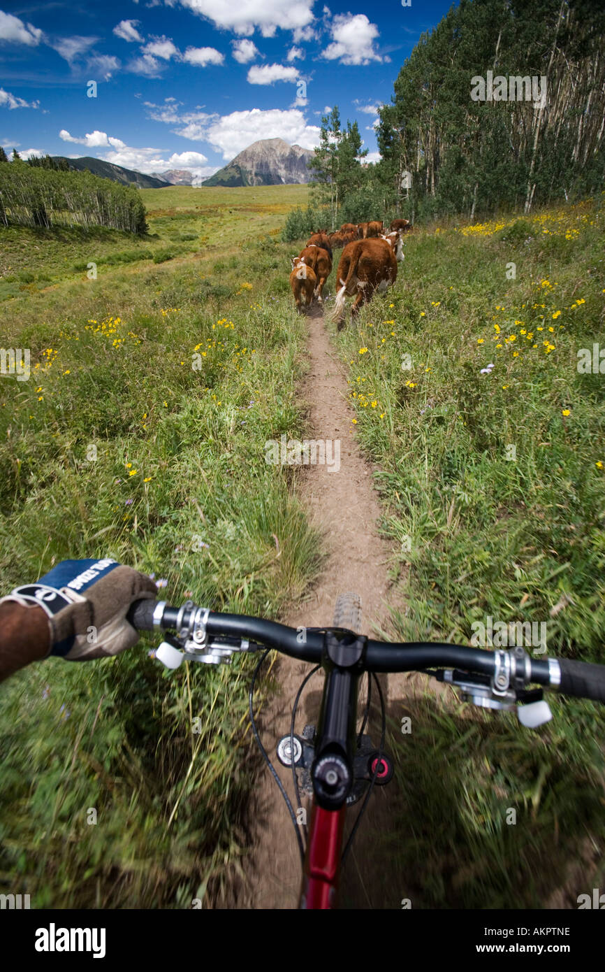 Trail behind bike hotsell
