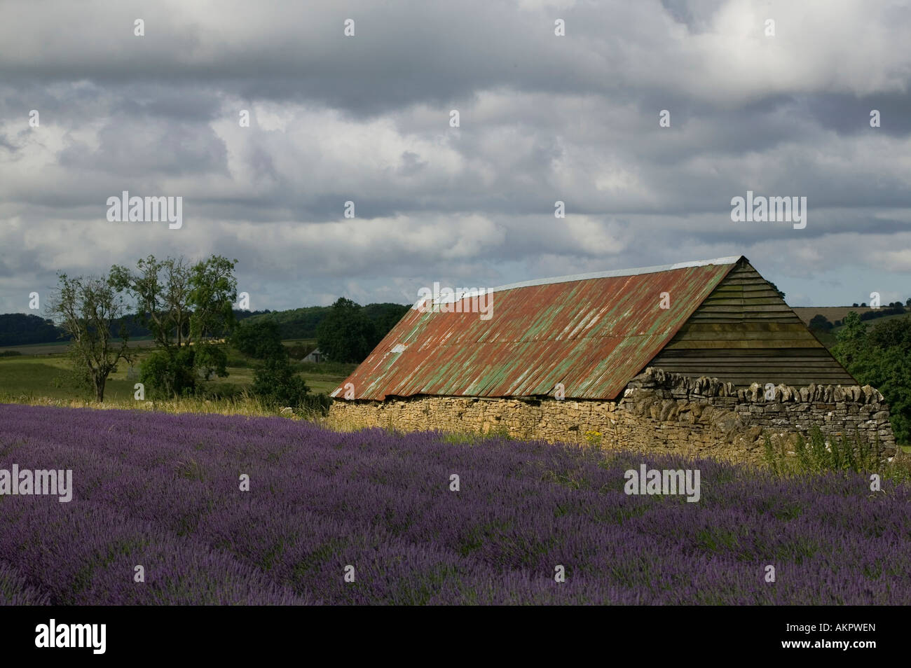 Lavender field at Snowshill Cotswolds UK 2007 Stock Photo