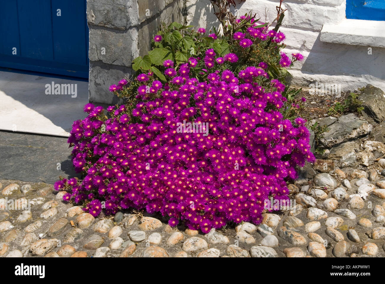Close Up Of Delosperma Cooperi Ice Plant Cerise Flowers As Ground Cover On Cobbles Beside Cottage Door On Public Footpath Polperro Cornwall England Uk Stock Photo Alamy Close Up Of Delosperma Cooperi Ice Plant Cerise Flowers As Ground Cover On Cobbles Beside Cottage Door On Public Footpath Polperro Cornwall England Uk Stock Photo Alamy