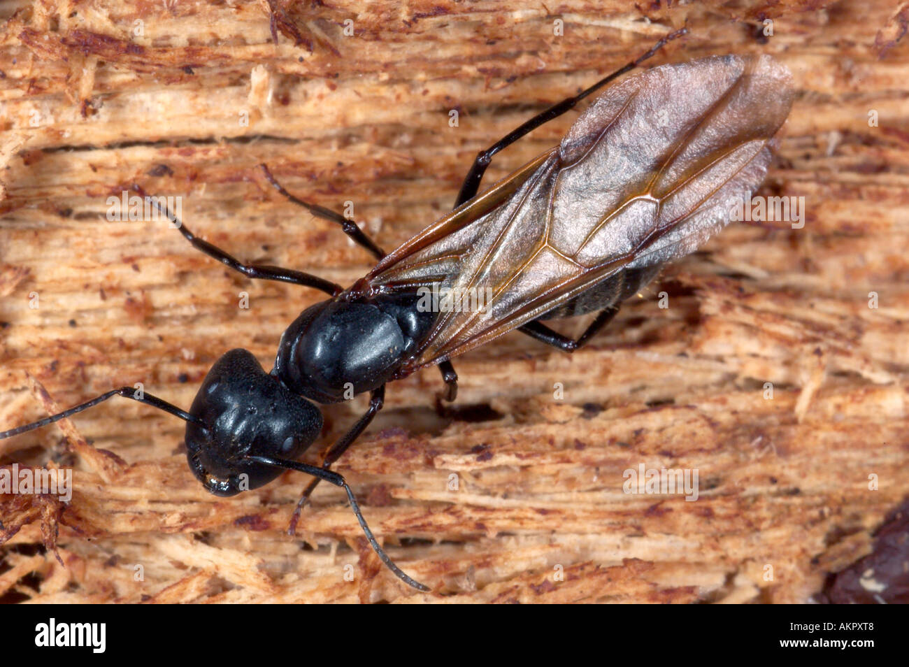 Queen carpenter ant Camponotus pennsylvanicus photographed in Stock
