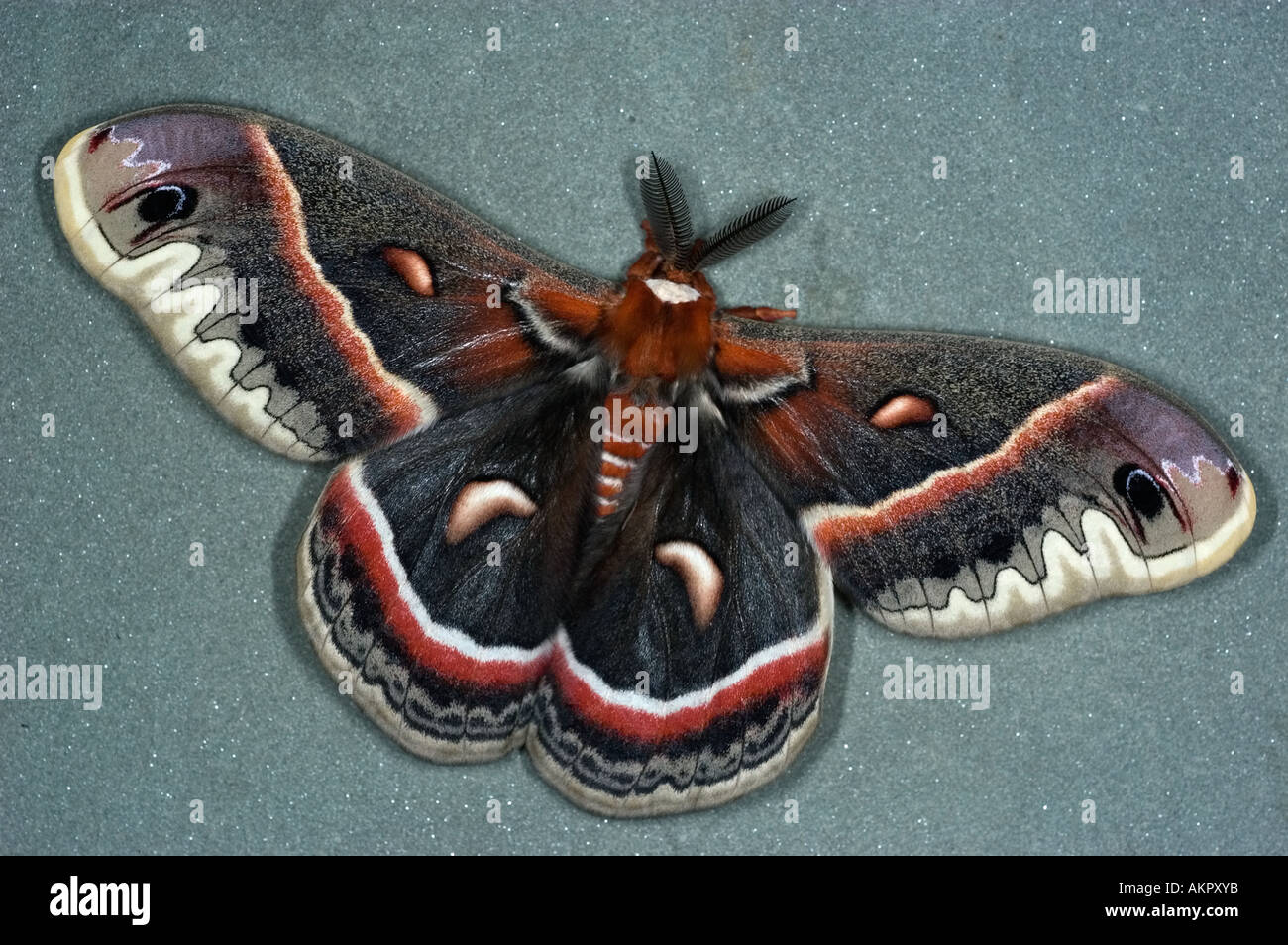 Cecropia moth Hyalophora cecropia Giant Silkworm family Saturnidae Male moth with large feathery antenna Stock Photo