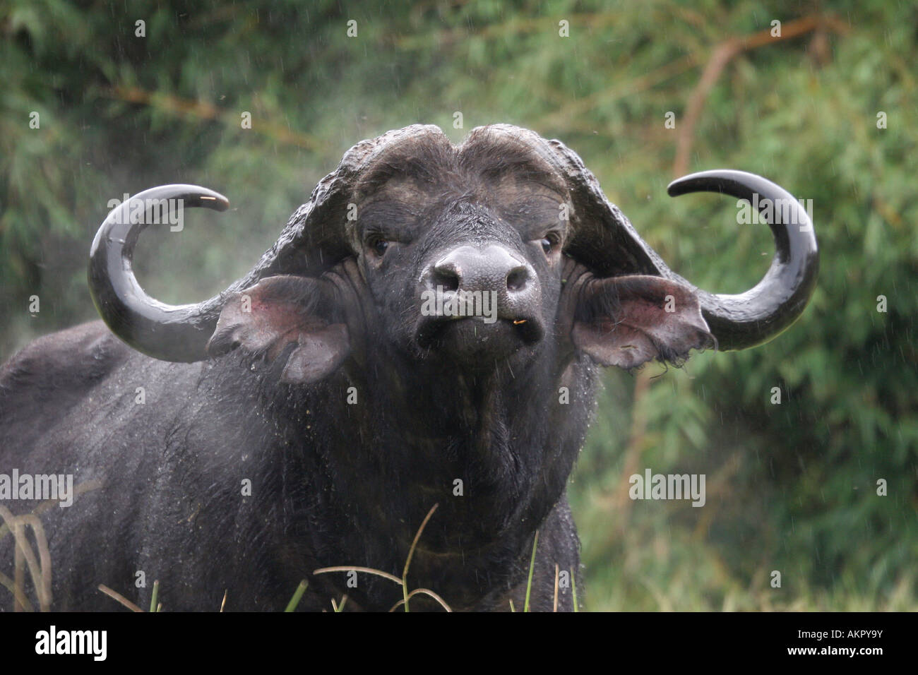 Buffalo in Aberdares NP Stock Photo