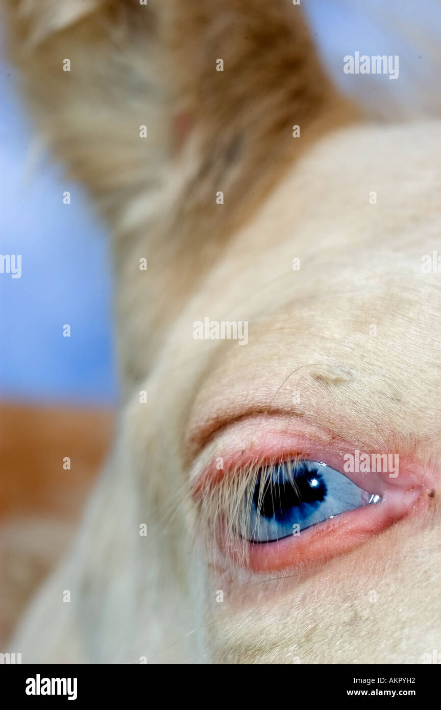cremello horse eye