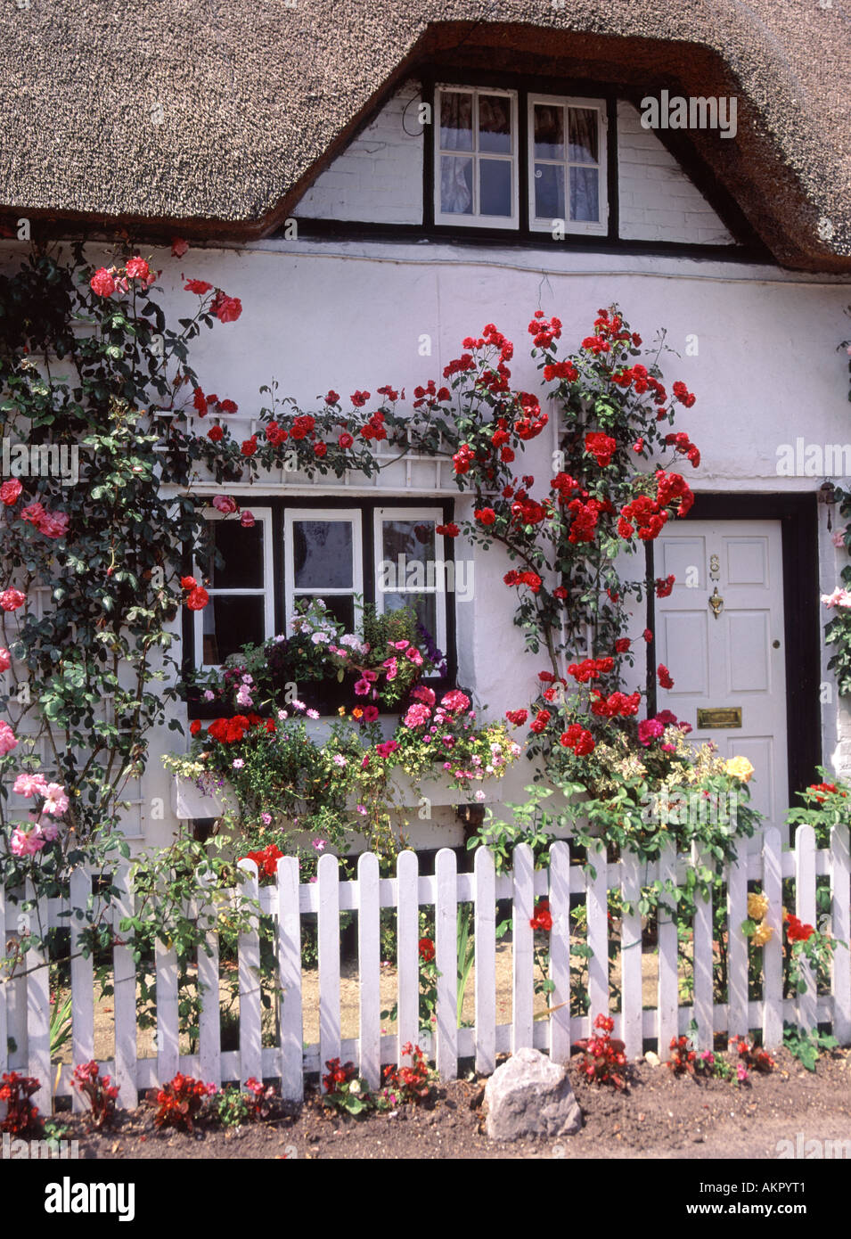 Red climbing rose on front wall of cottage with narrow flower garden white fence & walls of house with thatched roof Test Valley Hampshire England UK Stock Photo