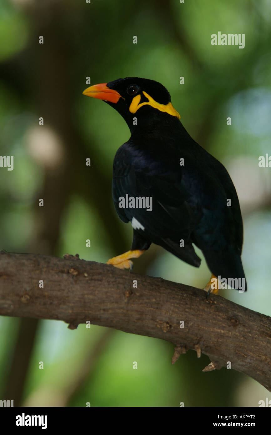 Hill Myna Gracula religiosa Stock Photo