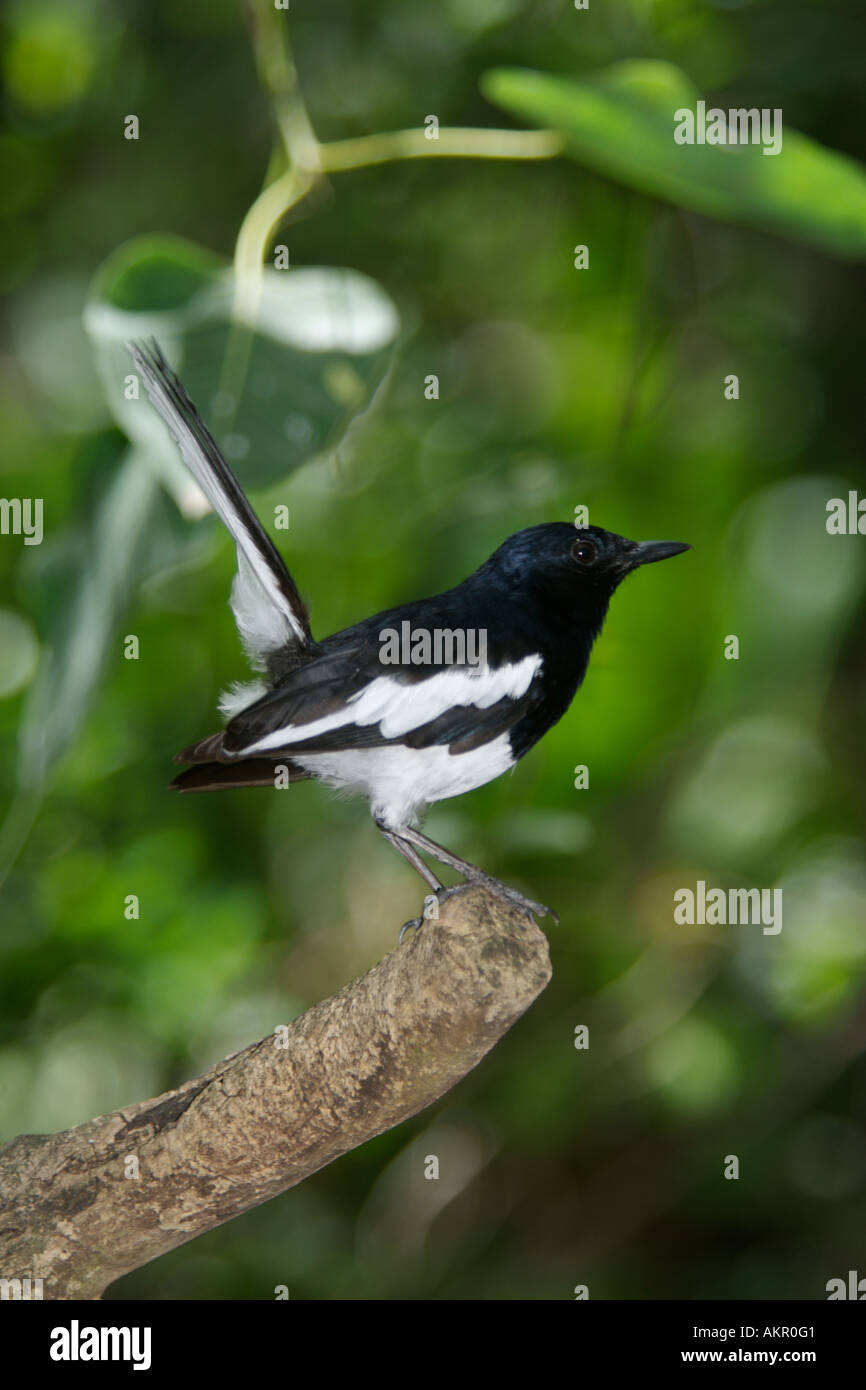 Magpie robin Copsychus saularis Stock Photo