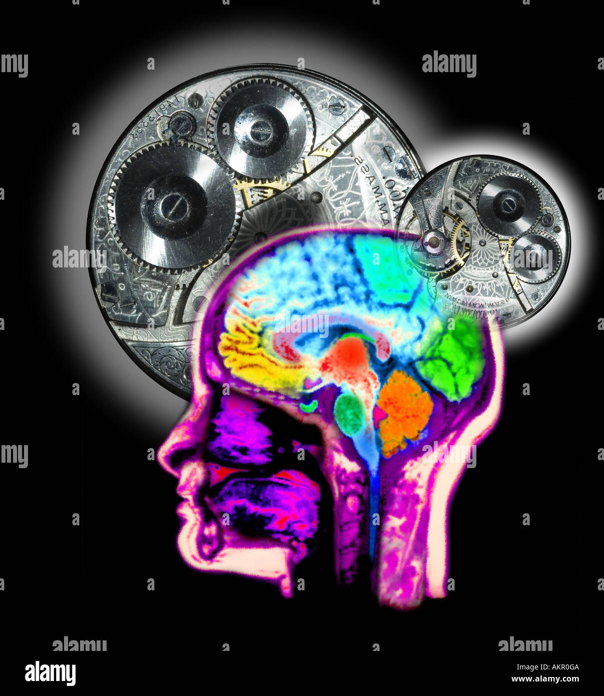 Magnetic resonance scan MRI of the head computer enhanced and colorized to show the normal anatomy of the brain and head overlai Stock Photo
