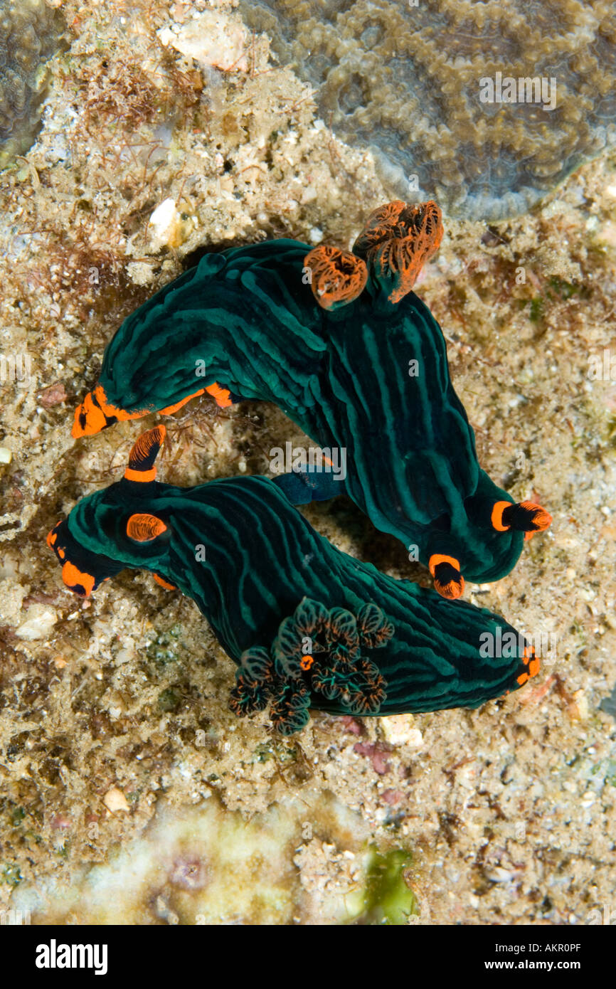 Nembrotha kubaryana mating nudibranchs in Lembeh Straits Indonesia Stock Photo