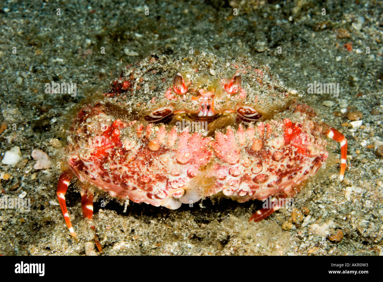 Box crab Calappa sp in Lembeh Suluwesi Indonesia Stock Photo