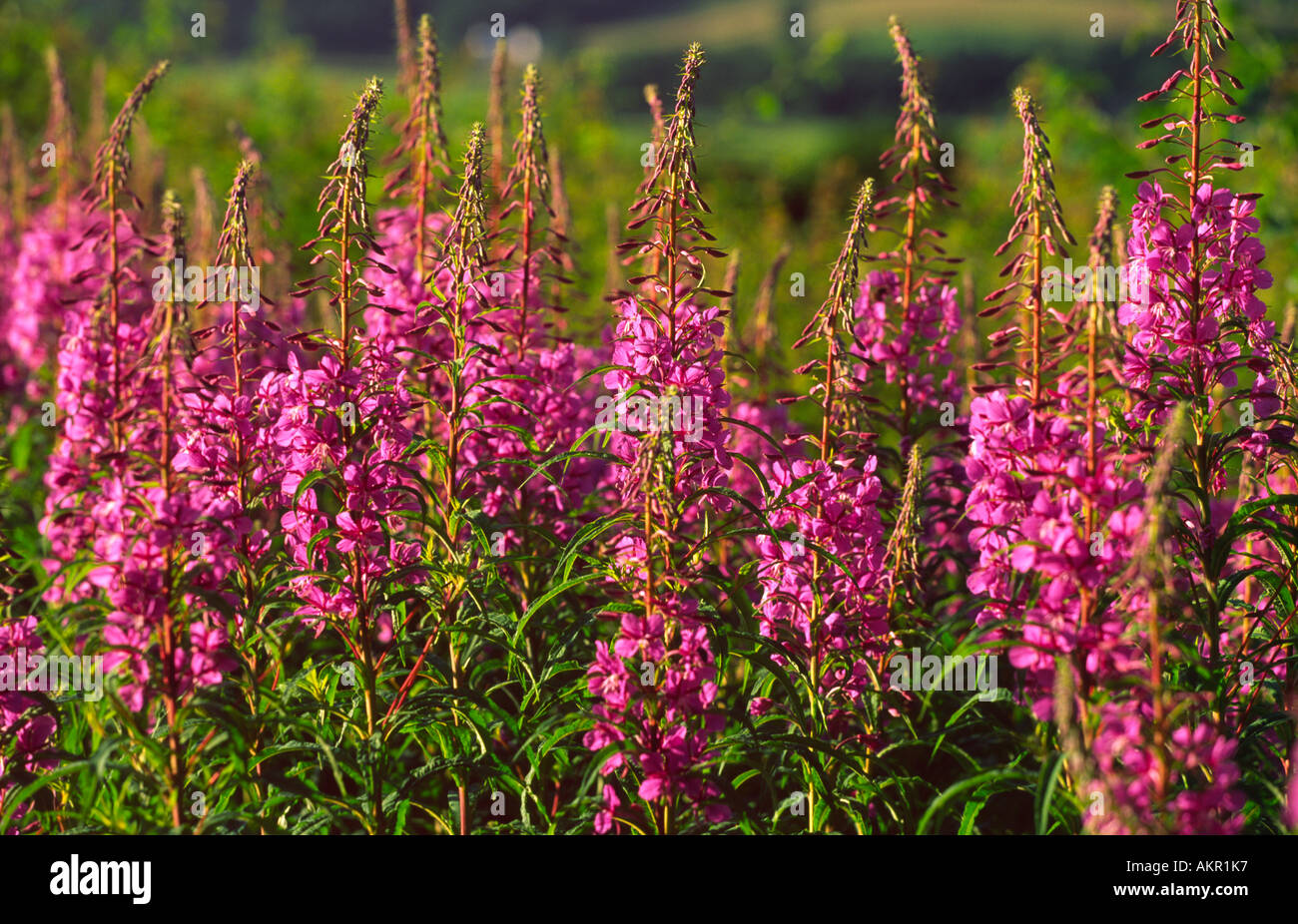 Wild flowers Rosebay Willowherb Stock Photo - Alamy