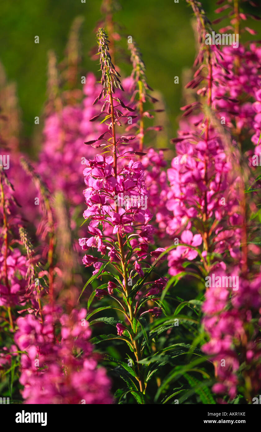 Wild flowers Scotland Stock Photo Alamy