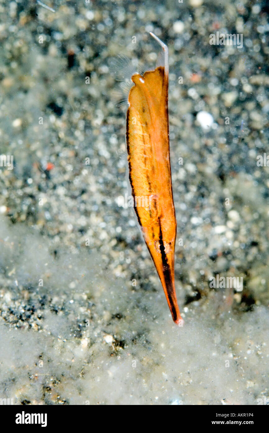 Juvenile Rigid Shrimpfish Centriscus scutatus at Lembeh Straits Indonesia Stock Photo
