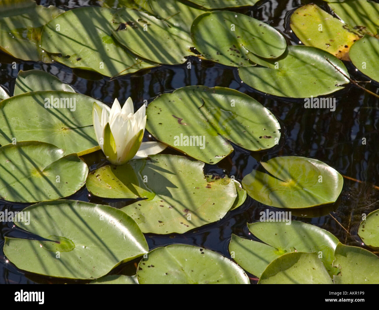 The water lily pond hi-res stock photography and images - Alamy