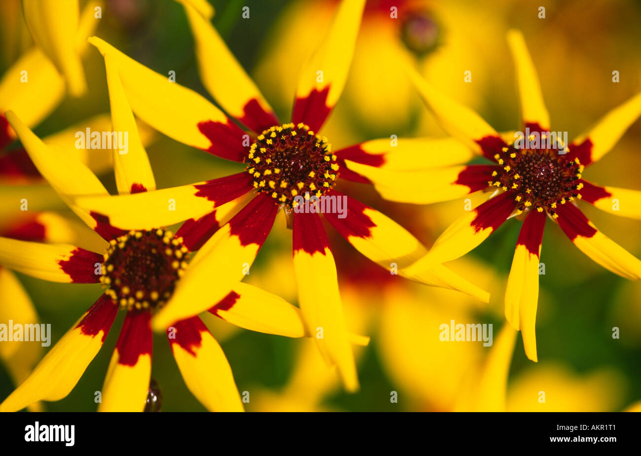 Coreopsis tinctoria uk hi-res stock photography and images - Alamy