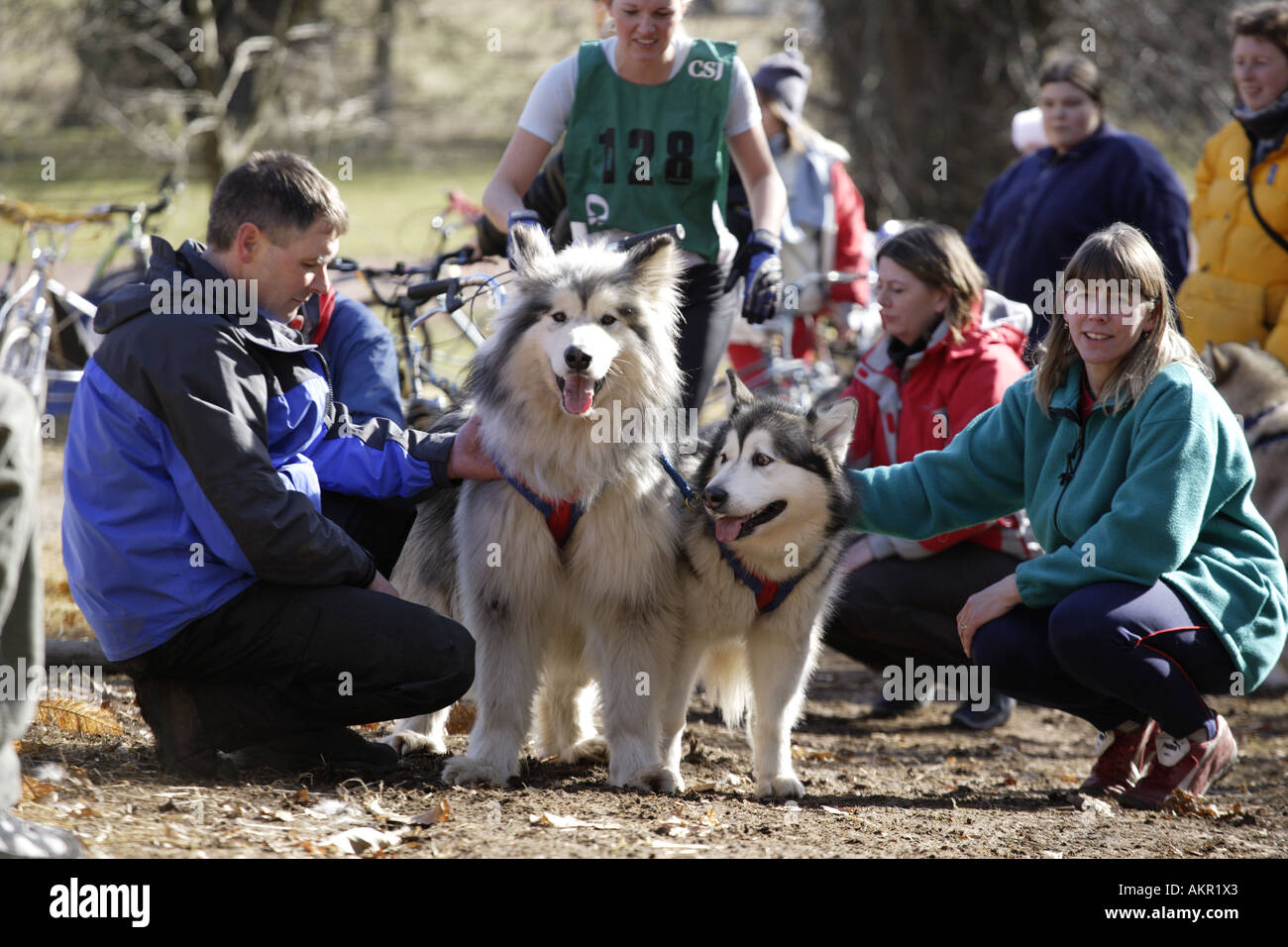 Sled dog racing Scotland Stock Photo