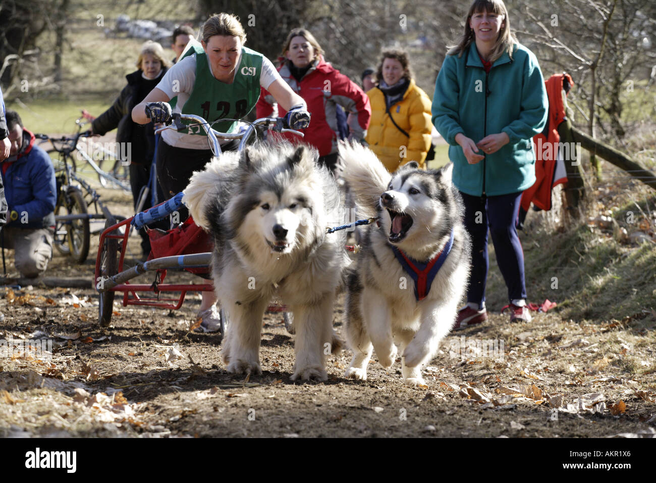 Sled Dog Racing Stock Photo