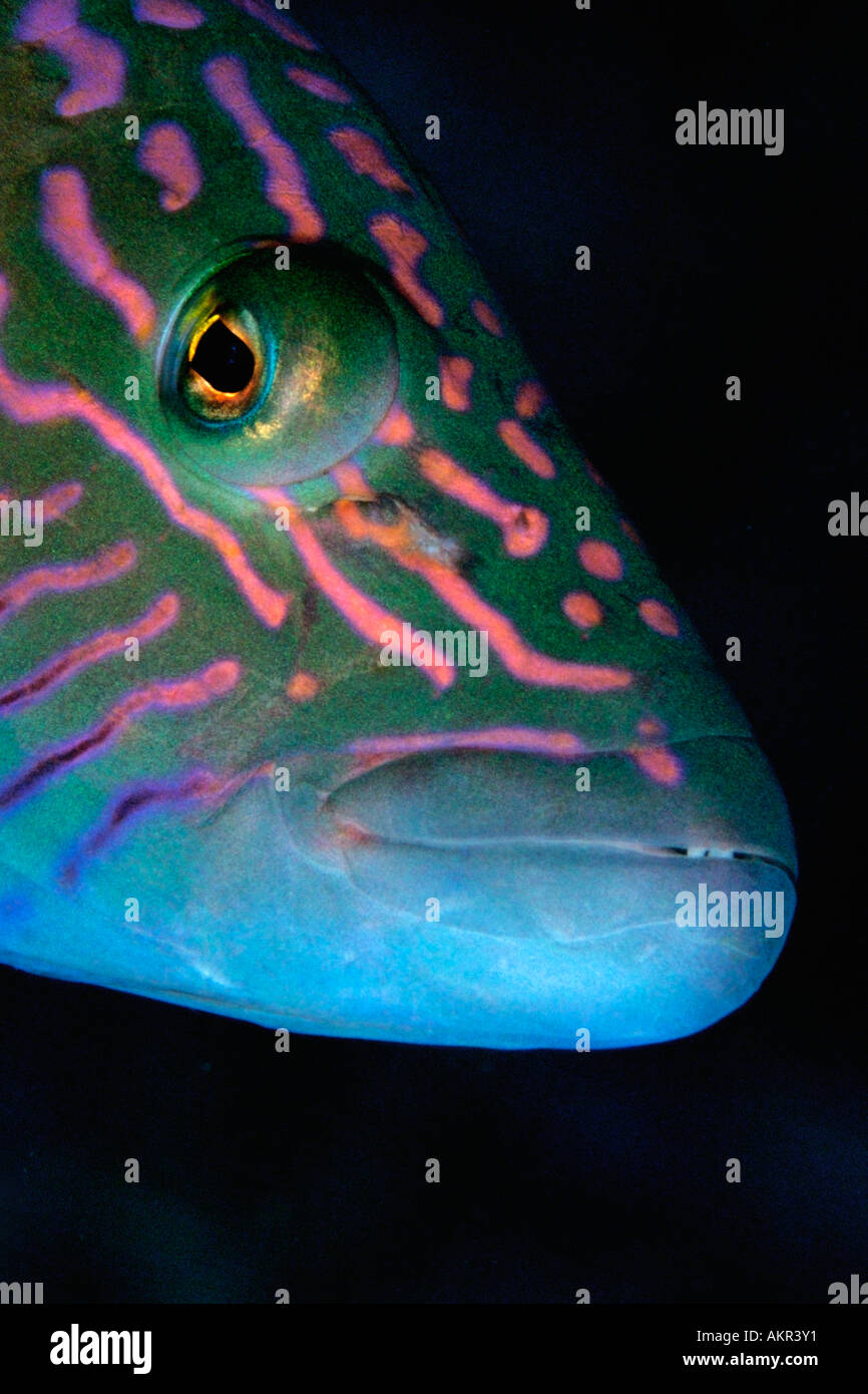 Face of Violet lined maori wrasse Oxycheilinus diagrammus in Borneo Stock Photo